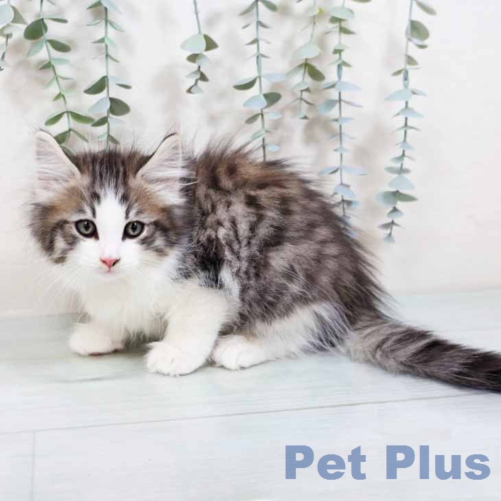 ノルウェージャンフォレストキャットの写真2