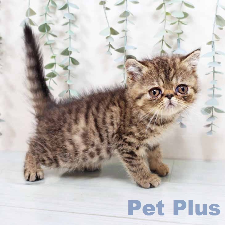 エキゾチックの写真2