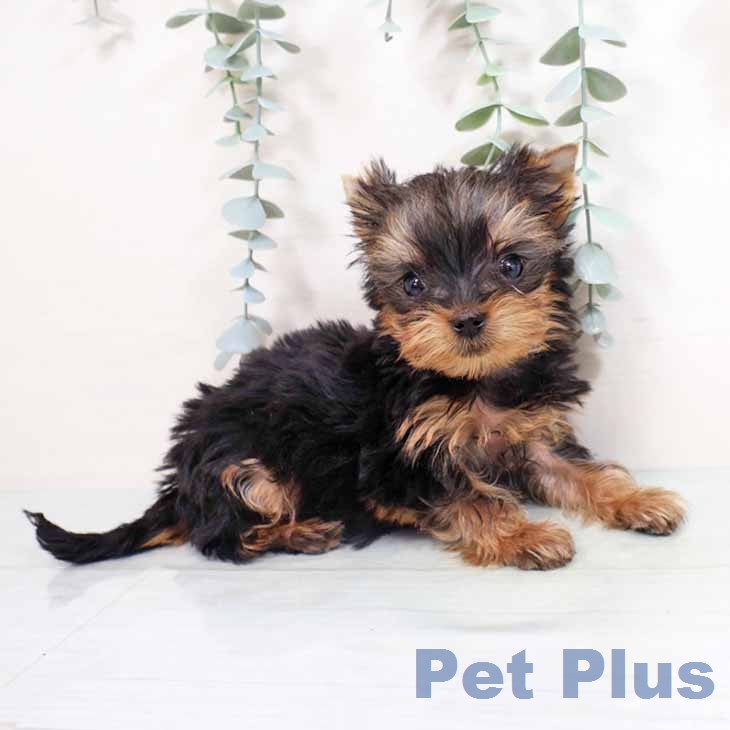 ヨークシャー・テリア