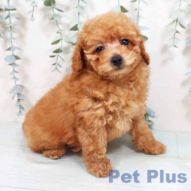 トイ・プードルの写真2