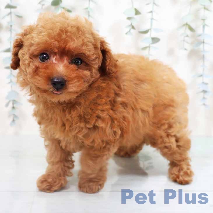 トイ・プードルの写真1