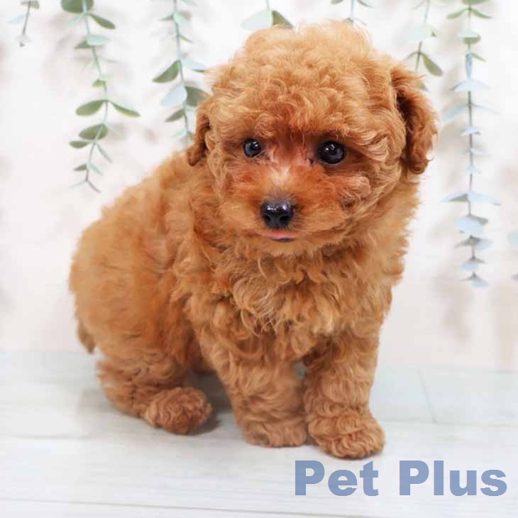 トイ・プードルの写真2