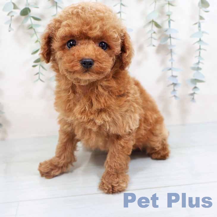 トイ・プードル