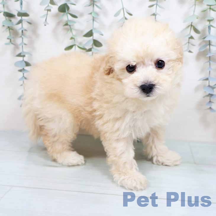 トイ・プードル