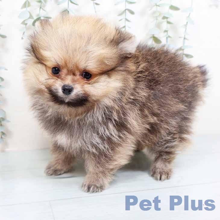 ポメラニアンの写真2