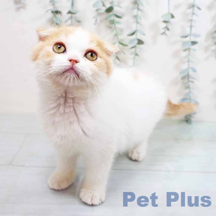 スコティッシュフォールド