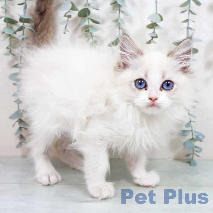 ラグドールの写真2