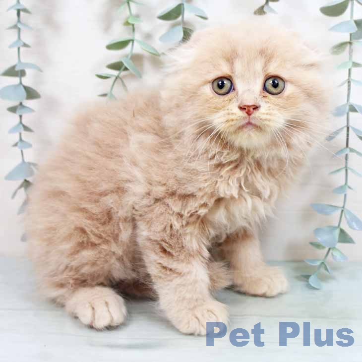 スコティッシュフォールド