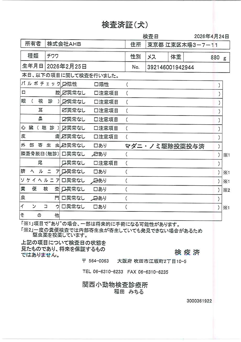 チワワ
