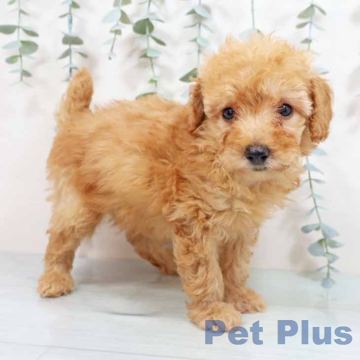 トイ・プードル