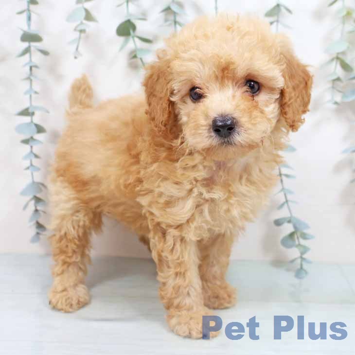 トイ・プードル