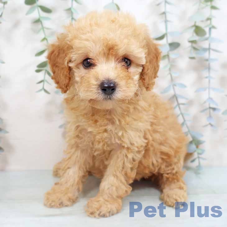 トイ・プードルの写真2