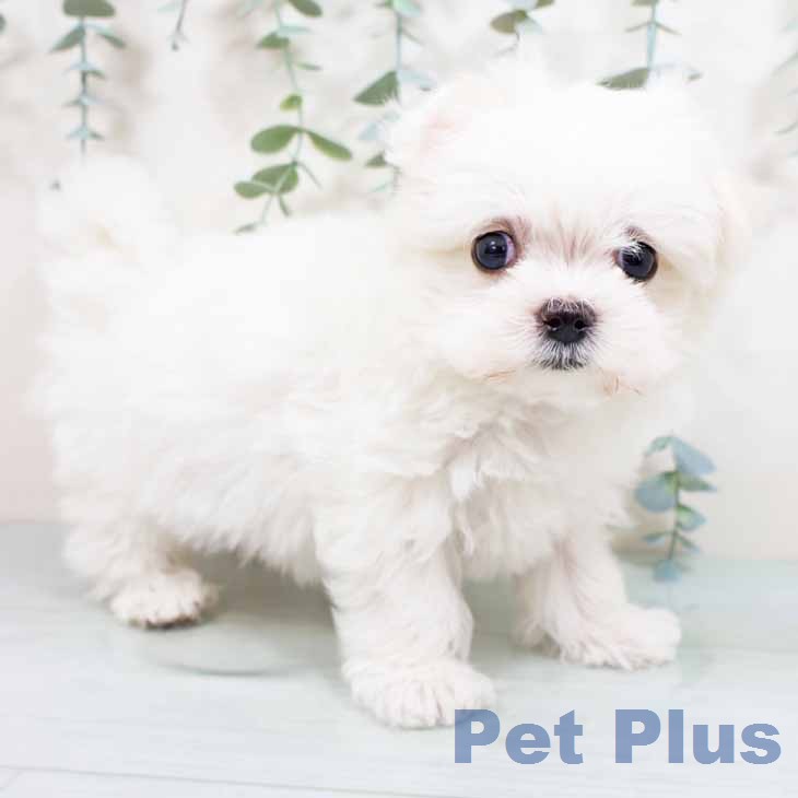 マルチーズの写真2