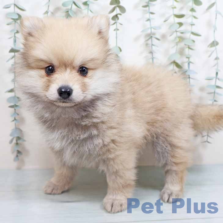 ポメラニアンの写真1