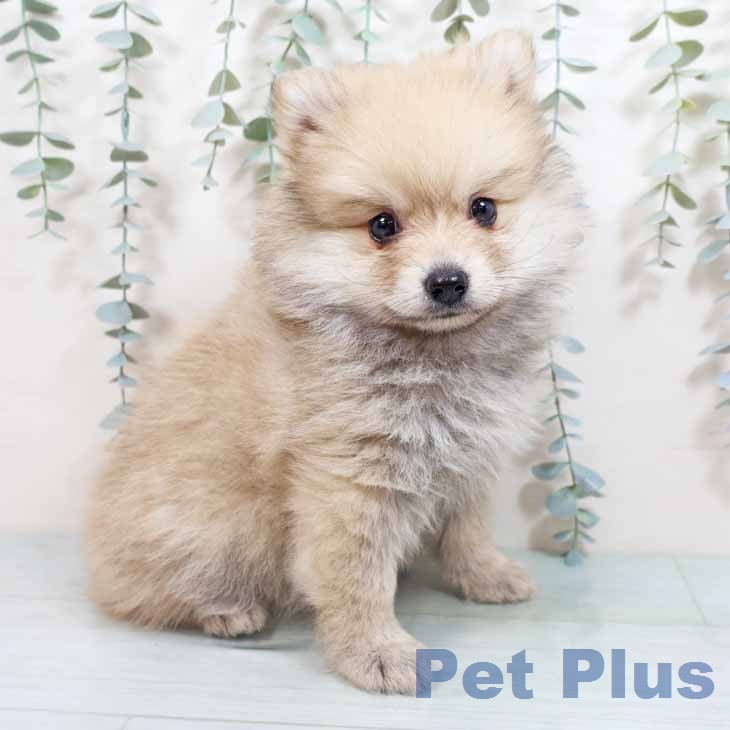 ポメラニアンの写真2
