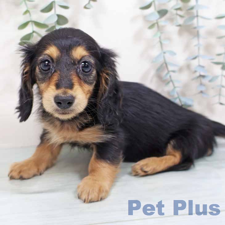 ミニチュア・ダックスフンド