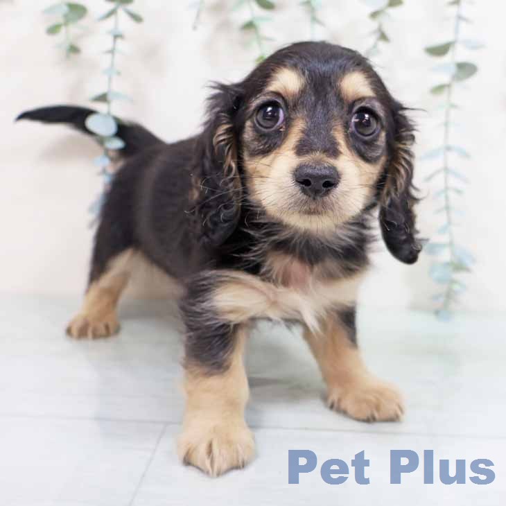 ミニチュア・ダックスフンドの写真2