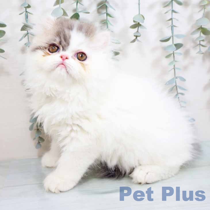 エキゾチックの写真2