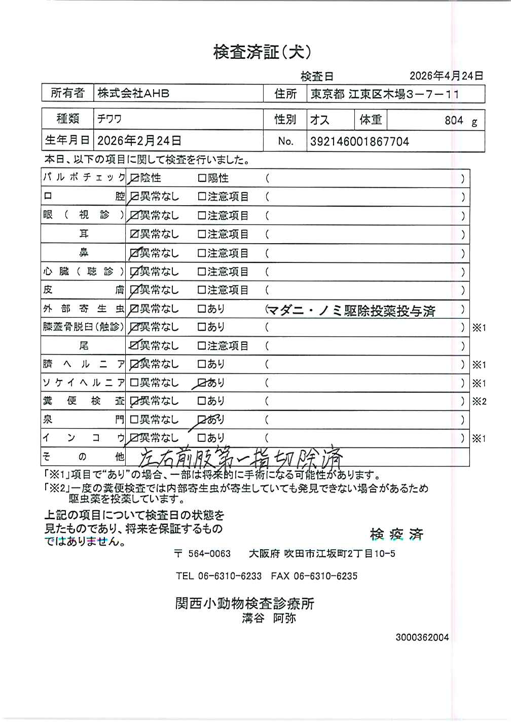 チワワ