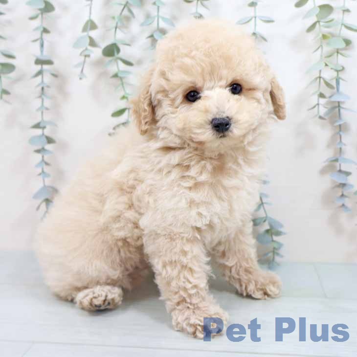 トイ・プードル