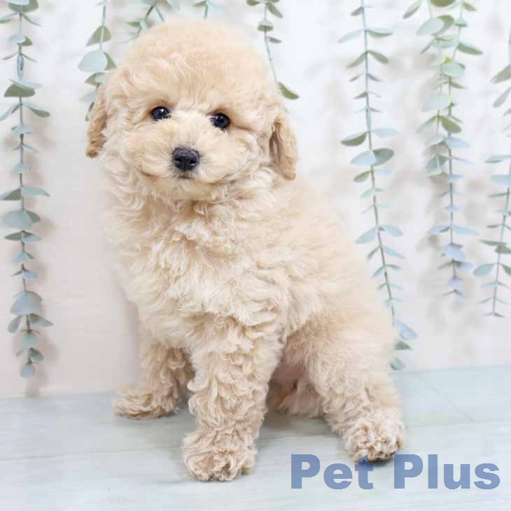 トイ・プードルの写真2