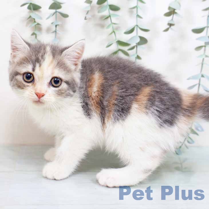 スコティッシュフォールドの写真2