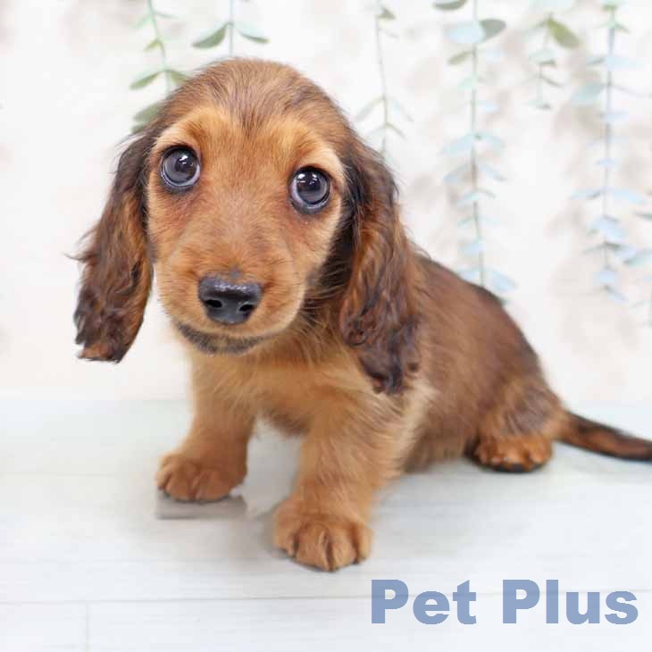 ミニチュア・ダックスフンド