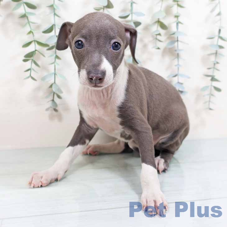 イタリアン・グレーハウンド