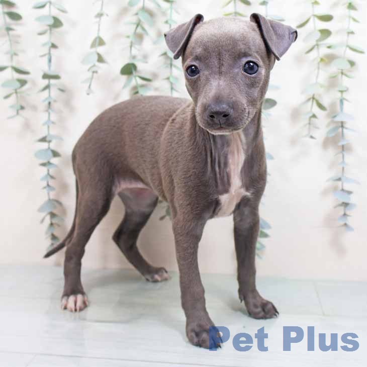 イタリアン・グレーハウンド