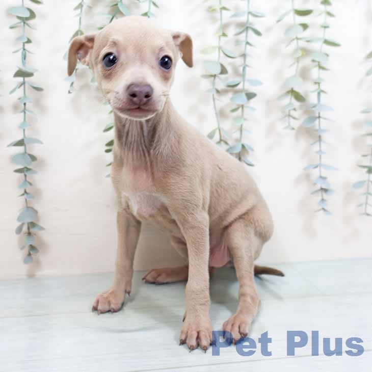 イタリアン・グレーハウンドの写真2