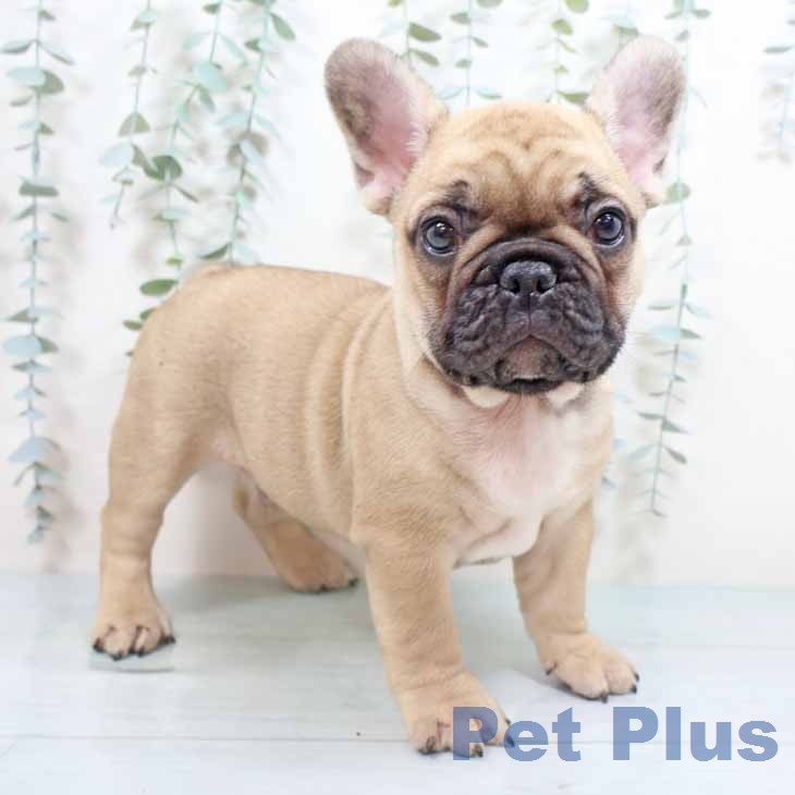 フレンチ・ブルドッグ