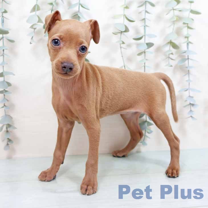 ミニチュア・ピンシャー