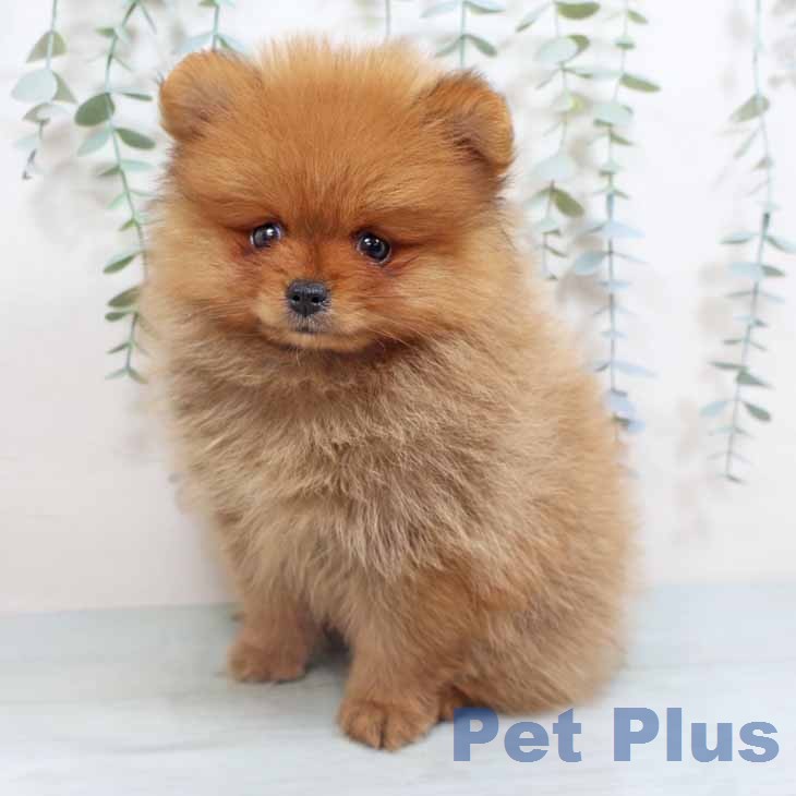 ポメラニアンの写真2