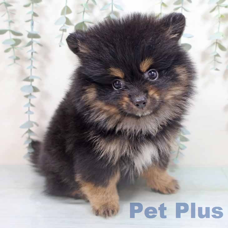 ポメラニアンの写真2