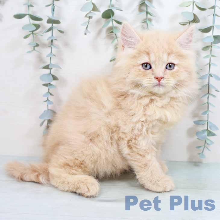 ブリティッシュロングヘア