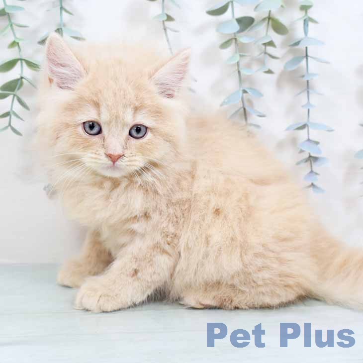 ブリティッシュロングヘアの写真2