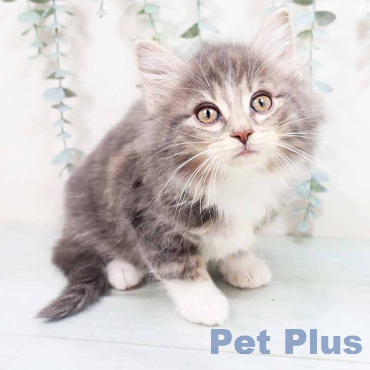 ノルウェージャンフォレストキャット