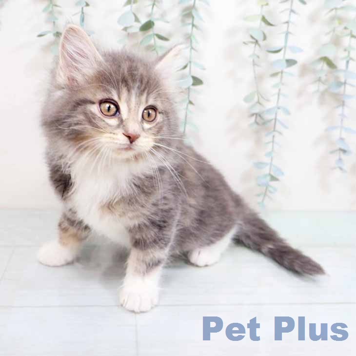 ノルウェージャンフォレストキャットの写真2