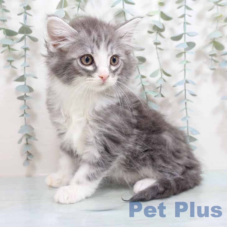 ノルウェージャンフォレストキャット