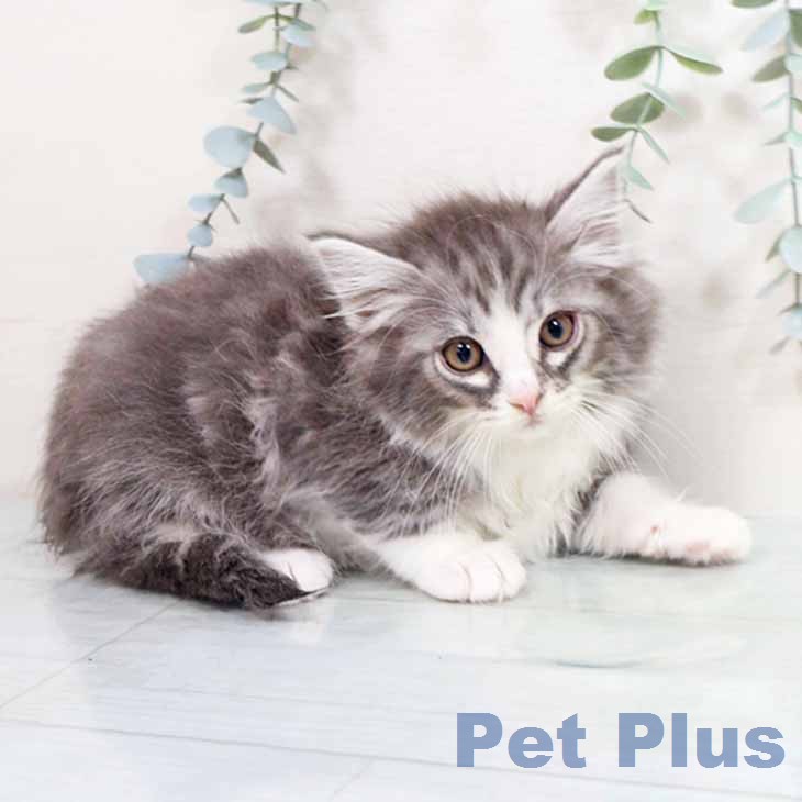 ノルウェージャンフォレストキャットの写真2