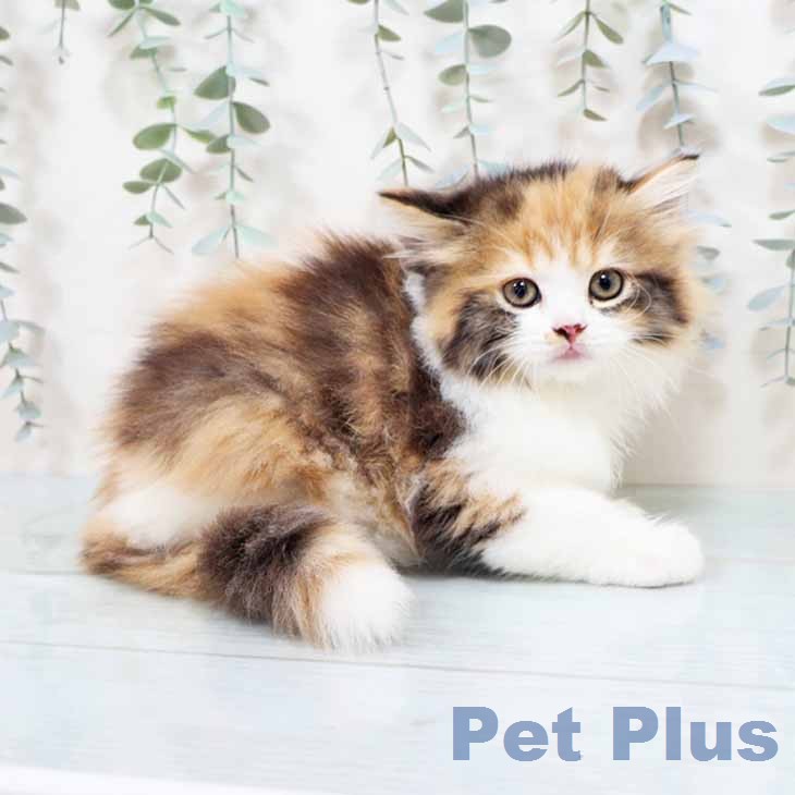 ラガマフィンの写真2