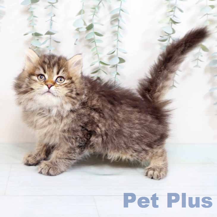 ラガマフィンの写真2