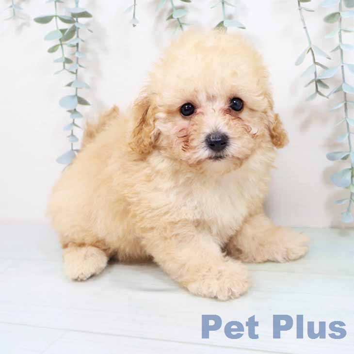 トイ・プードルの写真2