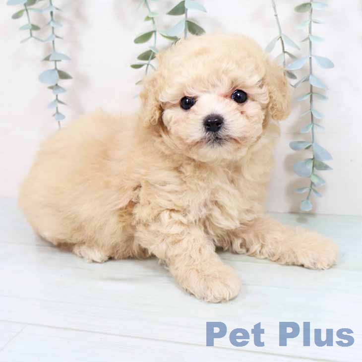 トイ・プードルの写真2