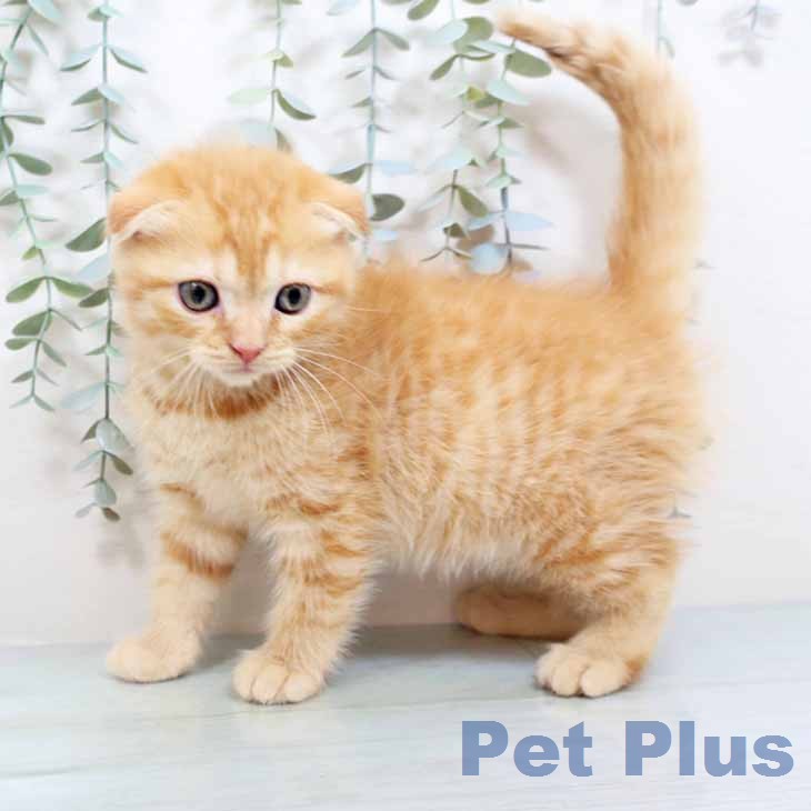 スコティッシュフォールド