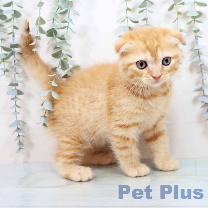 スコティッシュフォールドの写真2