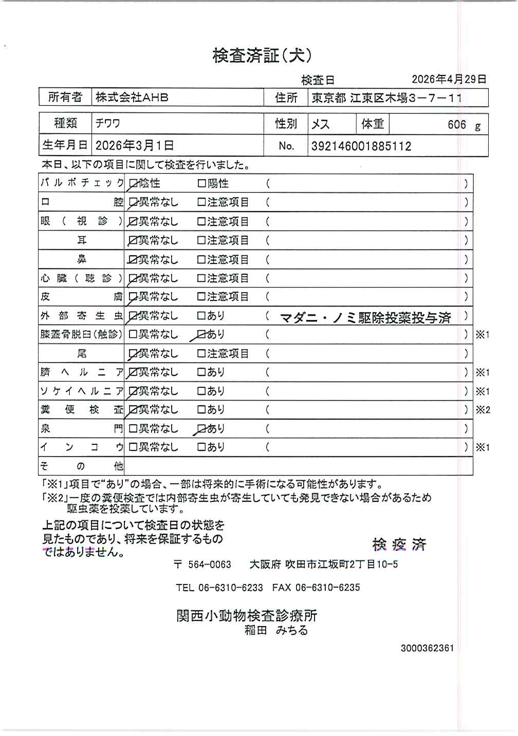 チワワ