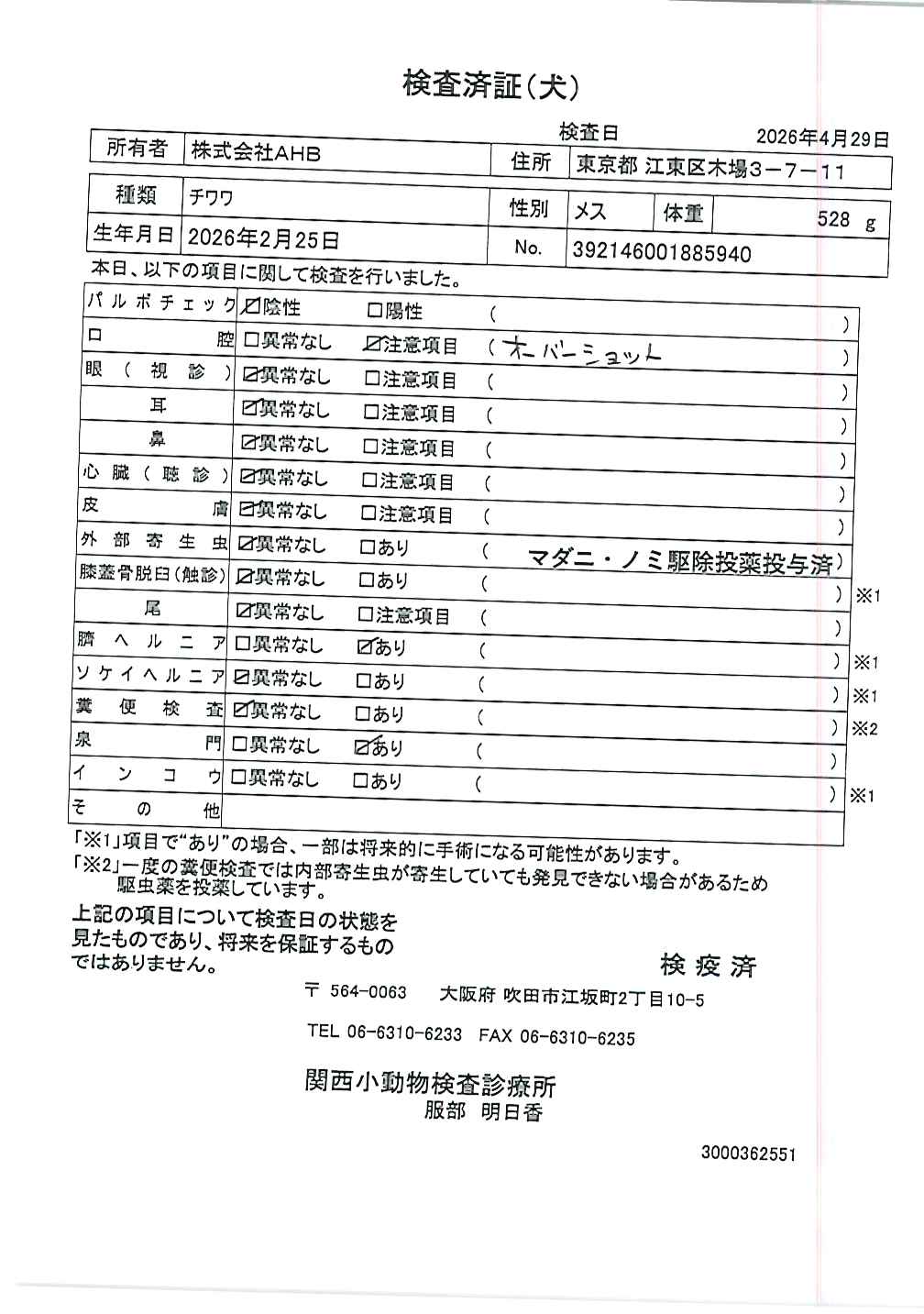 チワワ