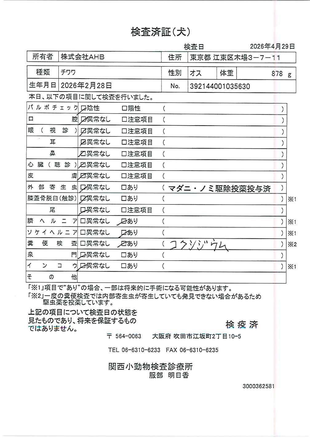 チワワ