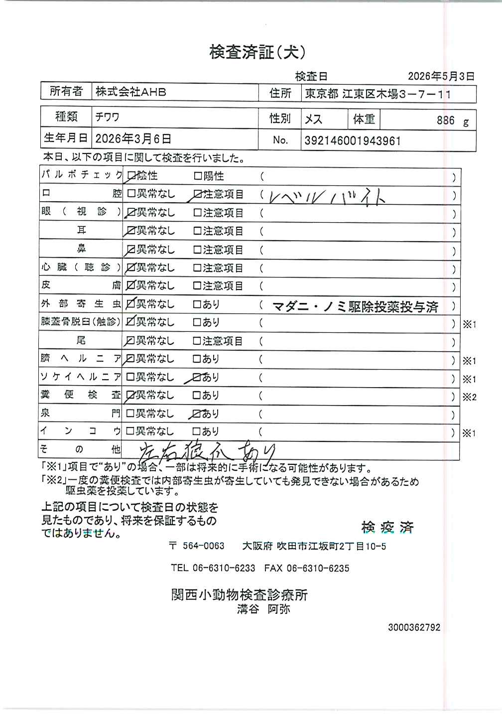 チワワ
